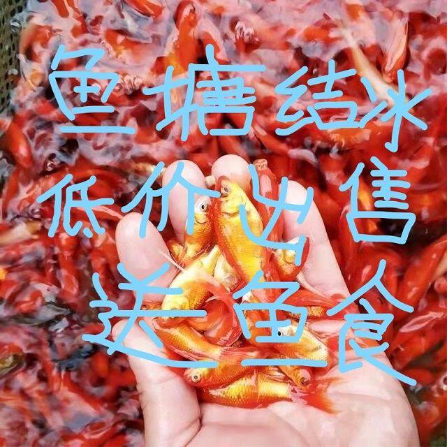 金鱼观赏鱼活鱼养不死适合冬天养的长寿冷水鱼锦鲤活鱼苗好养耐活