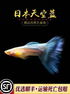日本天空蓝精品孔雀鱼小型热带观赏红草兰草尾白子礼服纯种鱼活体