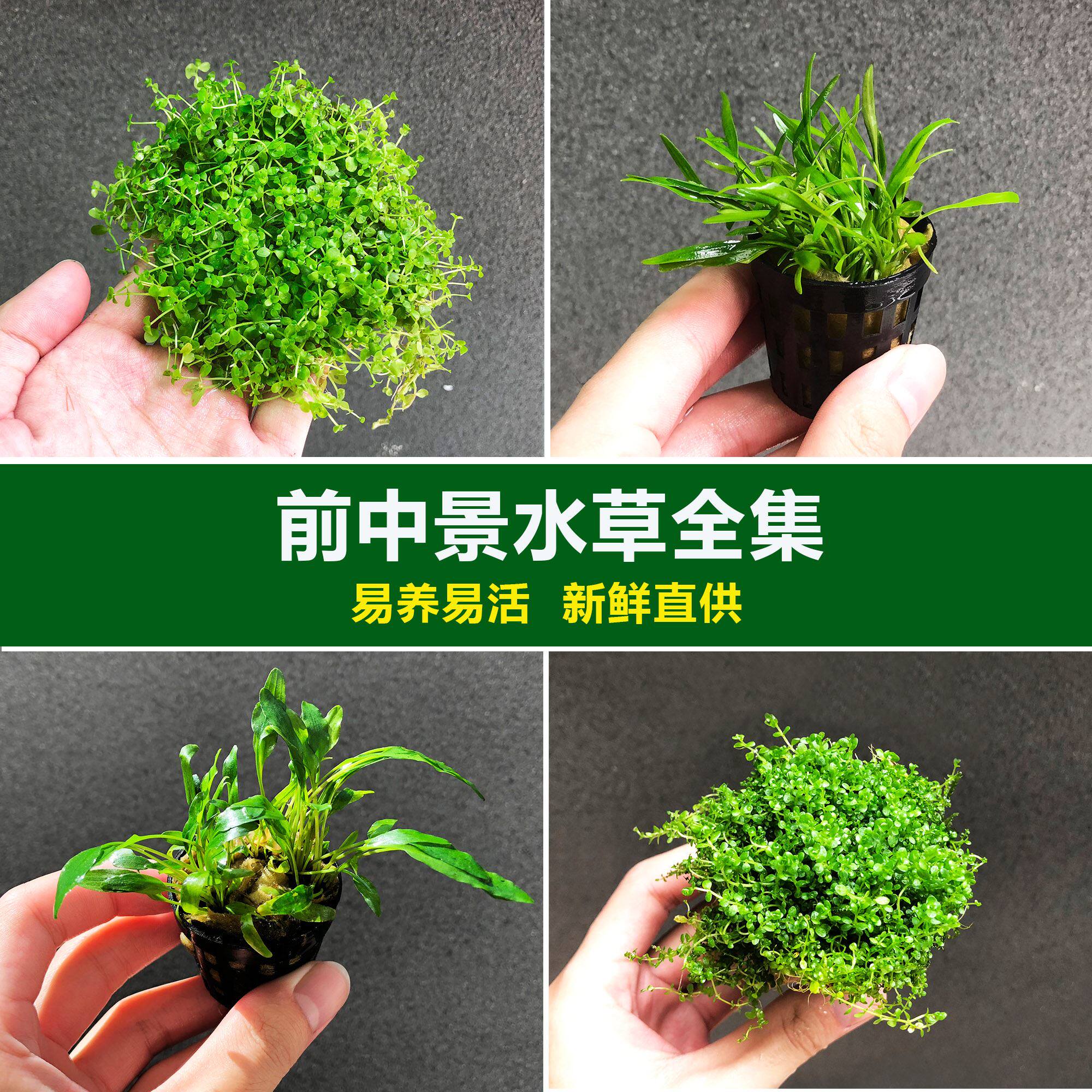 鱼缸水草活体迷你爬地矮珍珠牛毛毡泰国青椒草水草缸前景草活体