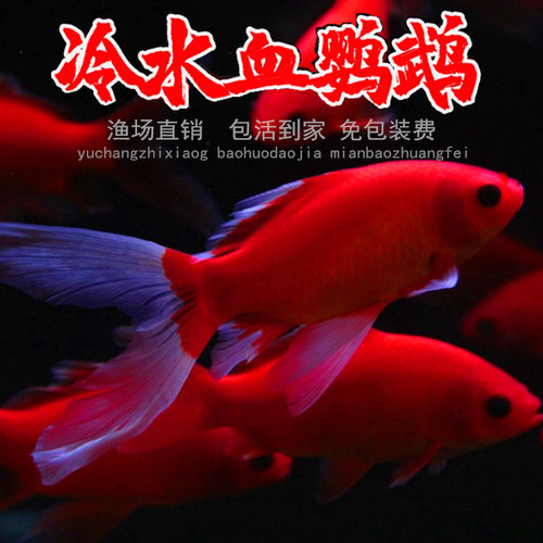 诚森红蝴蝶鲤红草金冷水观赏鱼荷塘鱼池红尾巴鱼红龙凤龙蝶鲤红彗