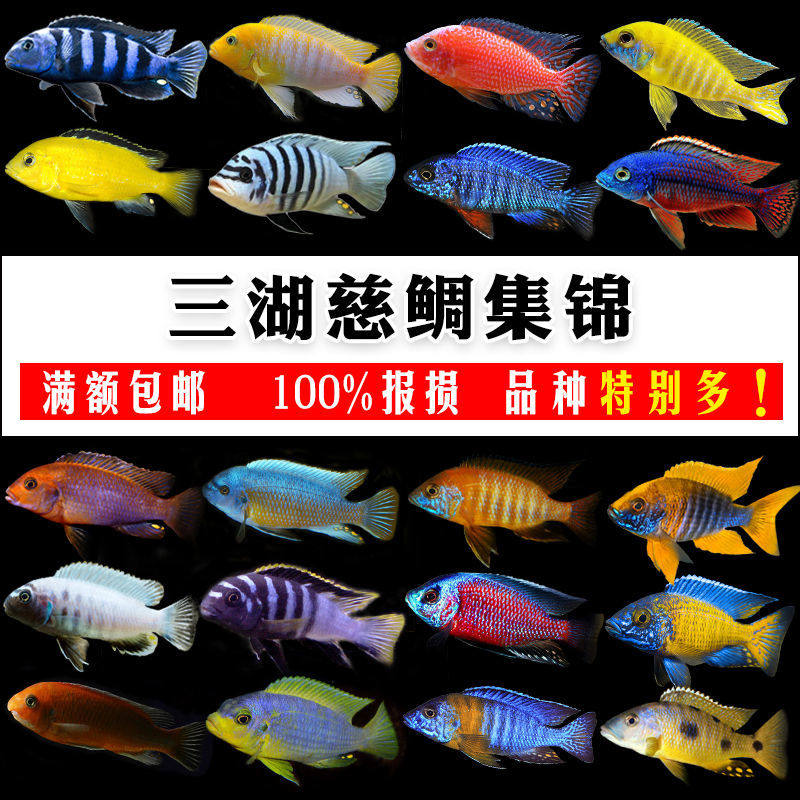 三湖慈鲷科鱼活体坦鲷马鲷火焰红黑岩淡水岩栖热带观赏宠物鱼包邮