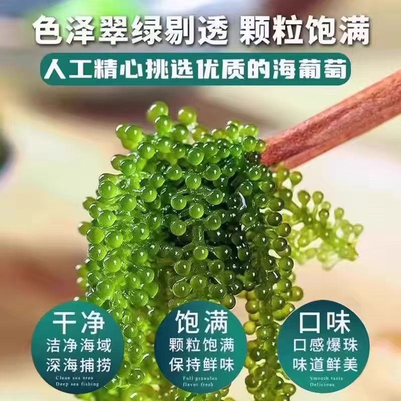 新鲜海葡萄爆珠盐渍食用海藻海带凉拌绿色菜鱼子酱寿司食材批发价