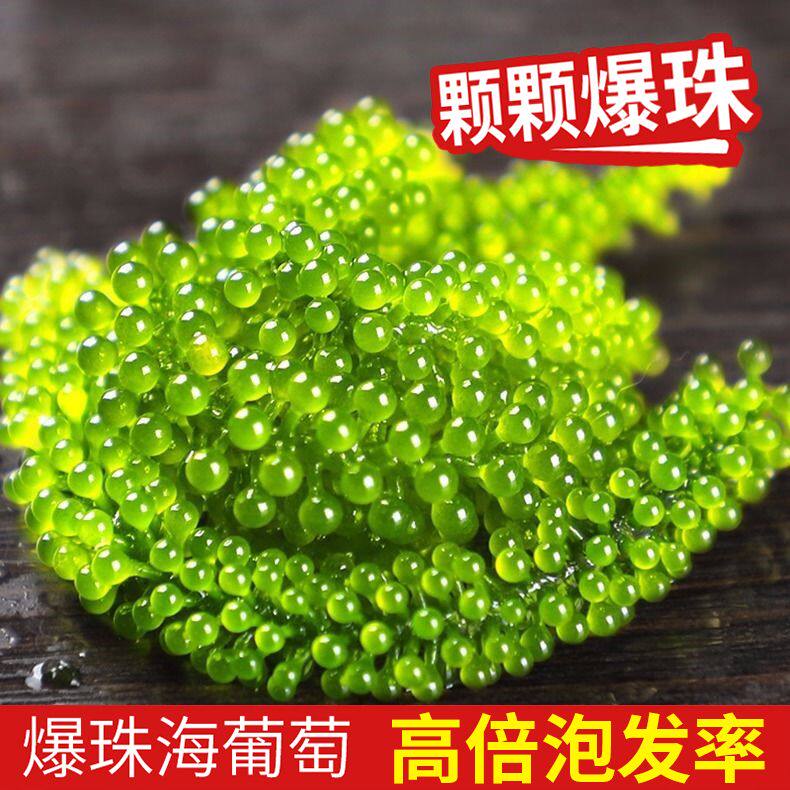 新鲜盐渍正宗海葡萄即食长寿菜裙带菜海带海藻寿司绿色鱼子酱100g