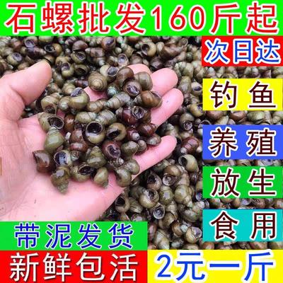顺丰快递田螺鲜活打窝螺稻田养殖种螺青鱼饵料石螺苗活体现捞新鲜