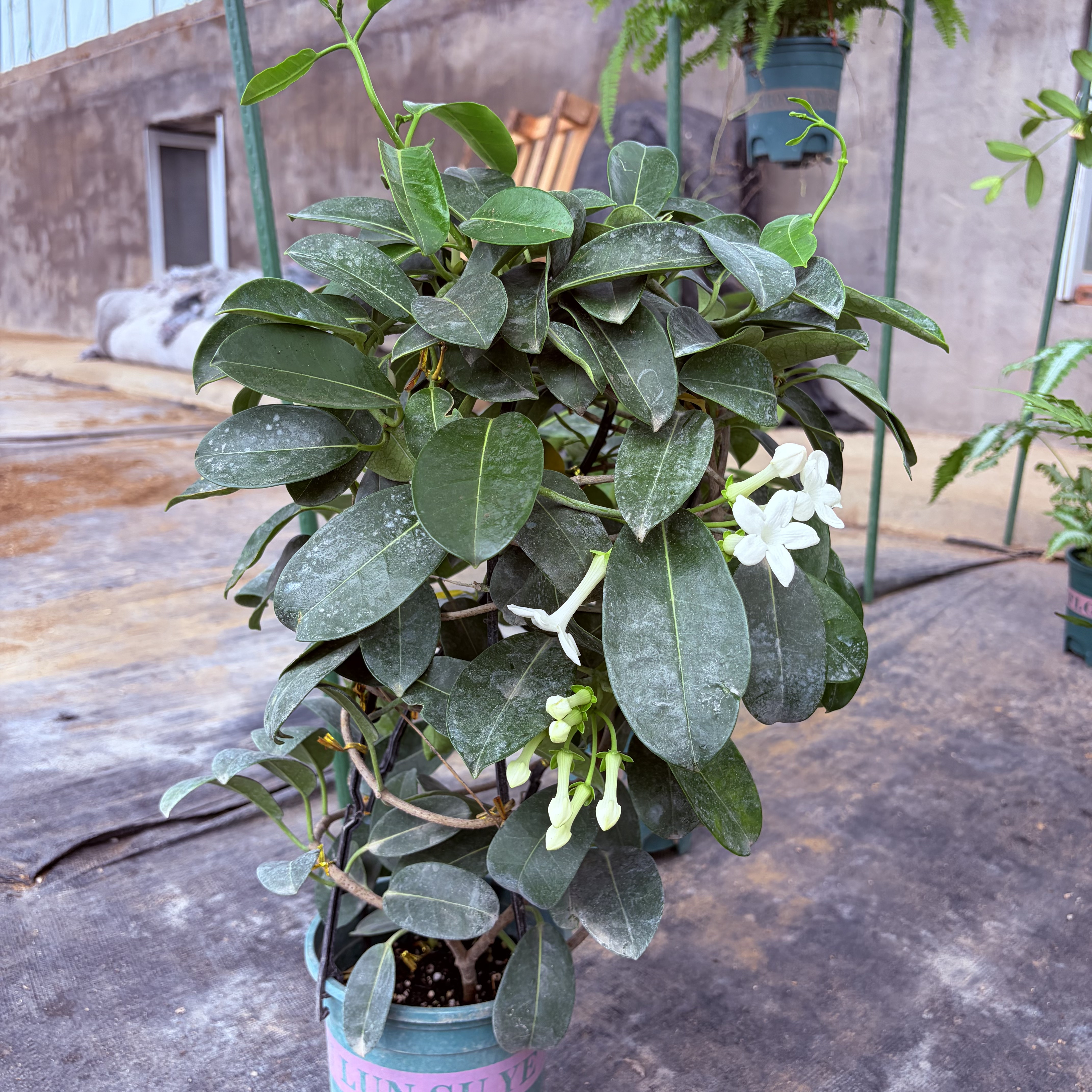 马达加斯加茉莉花盆栽带花苞藤本爬藤浓香型室内客厅阳台花卉植物