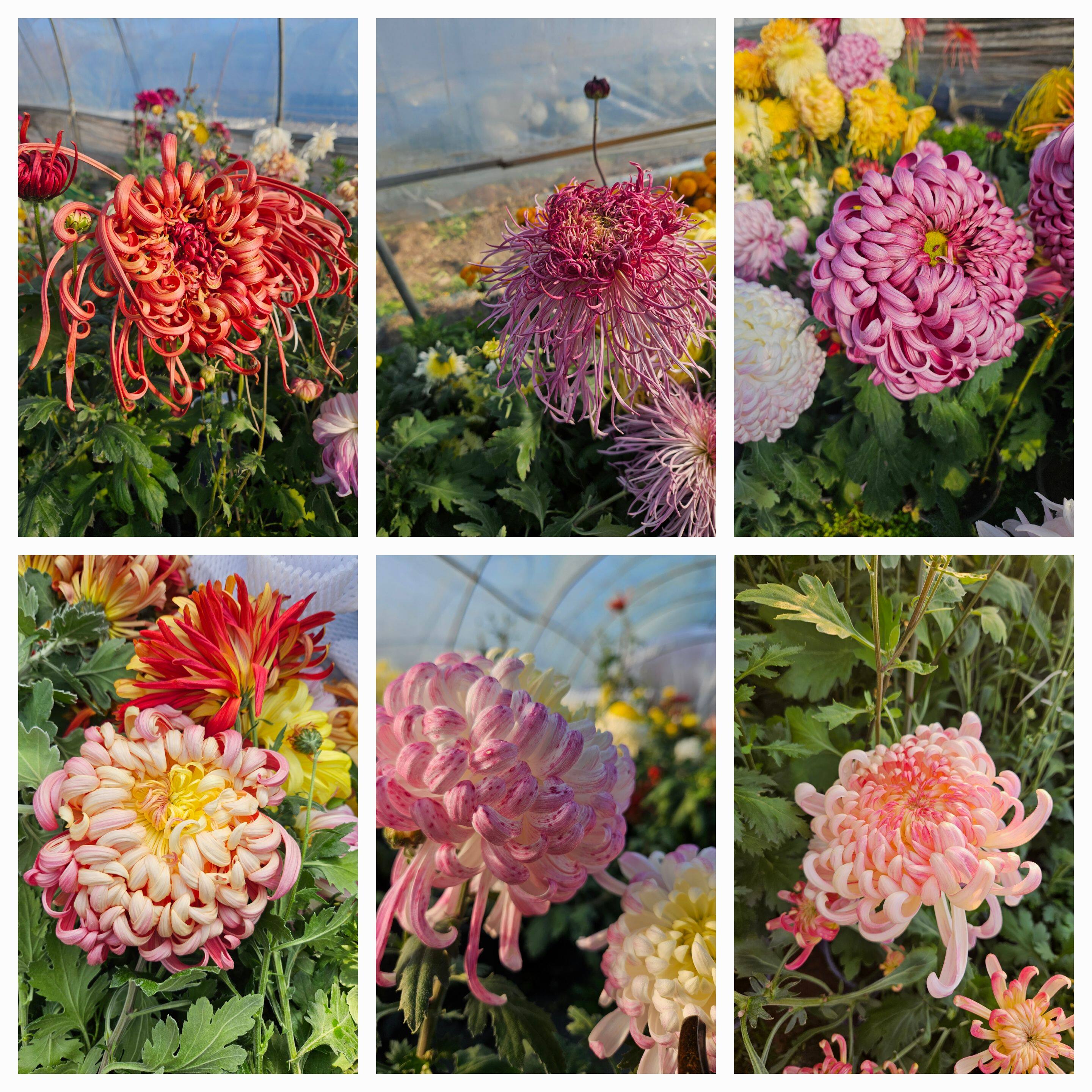 大菊品种华系列大花菊苗易活养定盆苗扦插苗菊花苗带土球国菊
