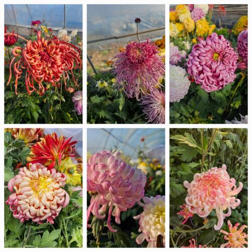 大菊品种华系列大花菊苗易活养定盆苗扦插苗菊花苗带土球国菊