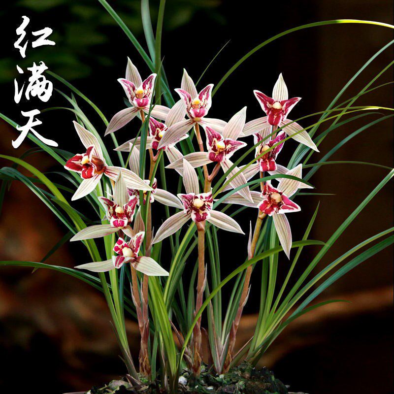 连瓣兰花苗浓香花苞自然老种碧龙红素荷瓣绿植花卉盆栽名贵品种