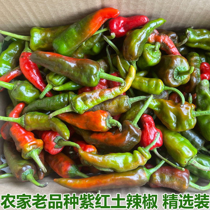 湖北农家自种紫红土辣椒紫红辣椒鲜红辣椒乌红土辣椒做酱剁椒包邮