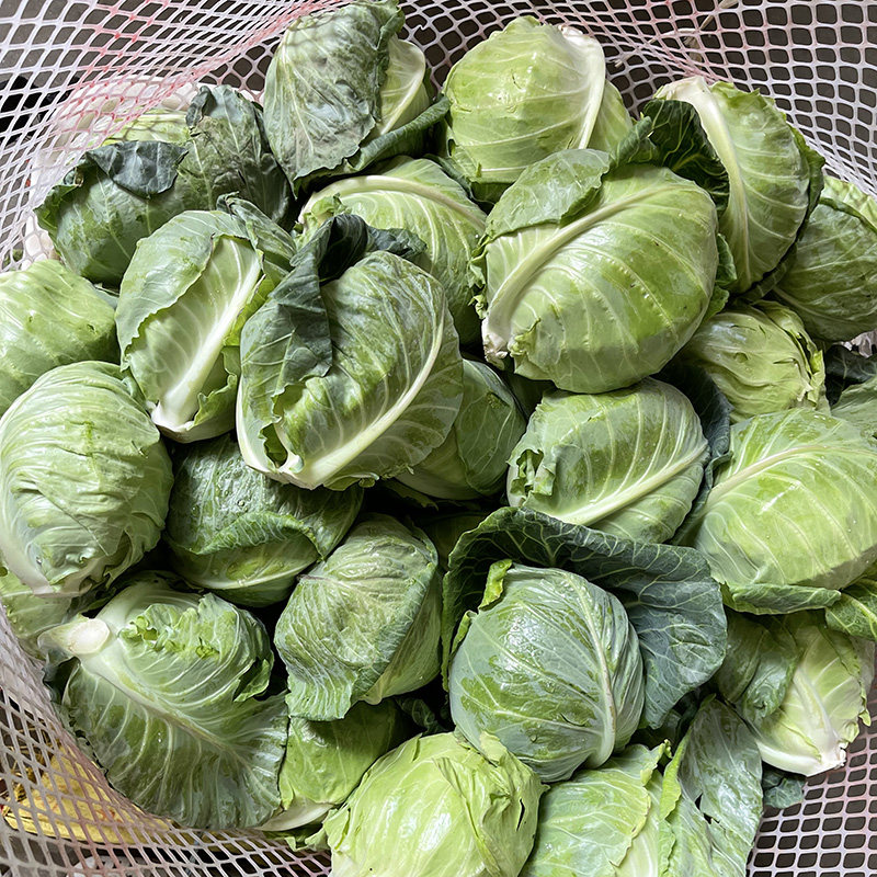 农村现摘新鲜牛心包菜卷心菜牛心甘蓝手撕包菜大头菜球白菜包邮