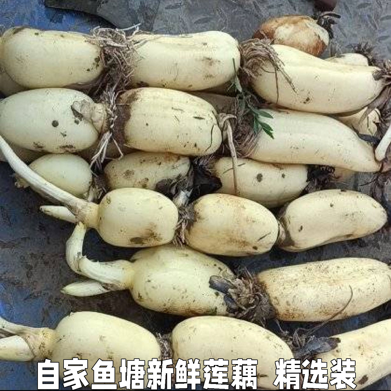 湖北洪湖莲藕尖带新鲜现挖凉拌嫩脆藕鲜莲藕新花藕新藕嫩莲藕莲藕