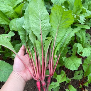 农家新鲜萝卜菜萝卜梗当季青蔬菜红皮小萝卜红萝卜缨子嫩萝卜苗