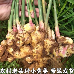 湖北农家正宗小黄姜嫩姜仔新鲜生姜姜芽自种土黄姜种子姜月子包邮