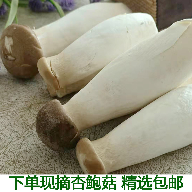 杏鲍菇新鲜鸡腿菇新鲜火锅料理蘑菇蔬菜菌菇现摘现发鲜菇食用菌