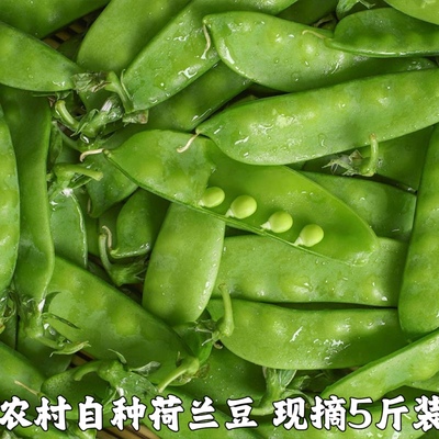 新鲜嫩荷兰豆农家雪豌豆荷仁豆甜脆豆菜豆青豆时令蔬菜辅食包邮