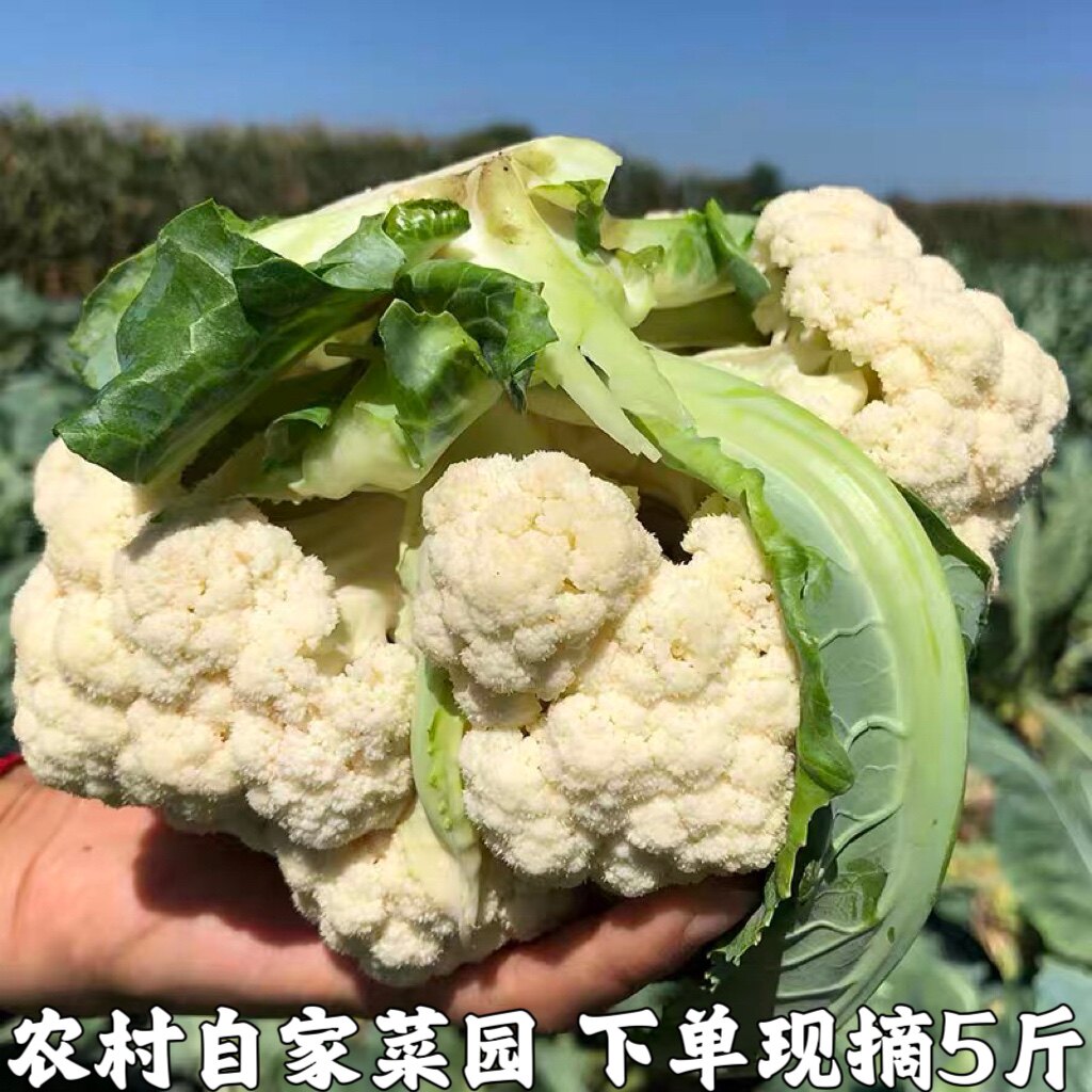 新鲜现摘5斤装菜花散菜花花菜花椰菜花时令蔬菜白花菜有机花菜