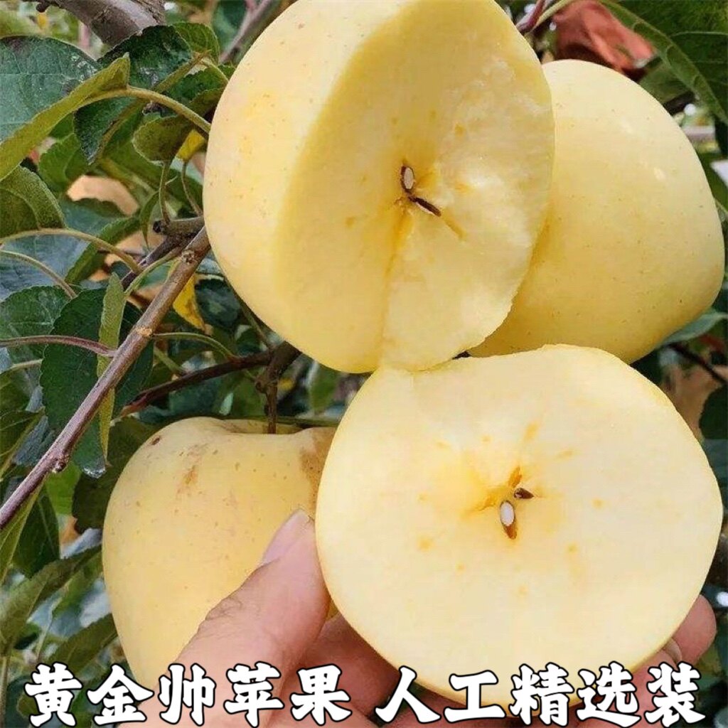 黄金帅刮泥沙金黄色苹果黄元帅金帅新鲜水果黄香蕉甜面包邮