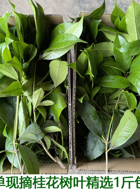 现摘带枝发货绿色桂花叶真树叶手工树叶新鲜桂花树叶包邮