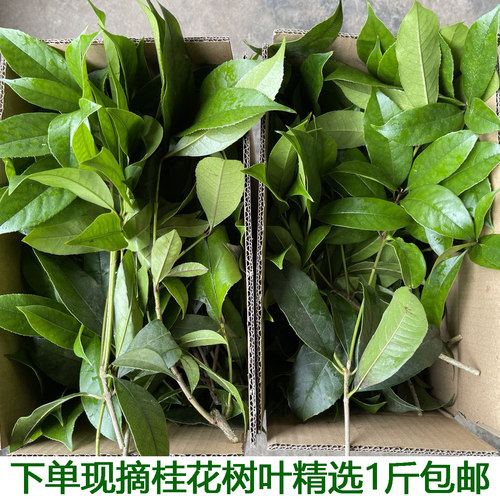 新鲜桂花树叶现摘带枝发货绿色