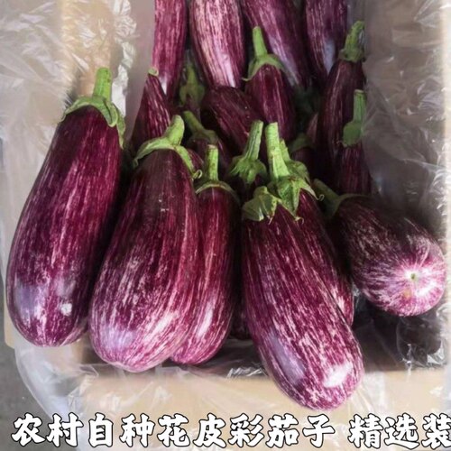 新鲜紫七彩茄子露天自种新鲜花皮茄子农家自种蔬菜彩色面包小茄子