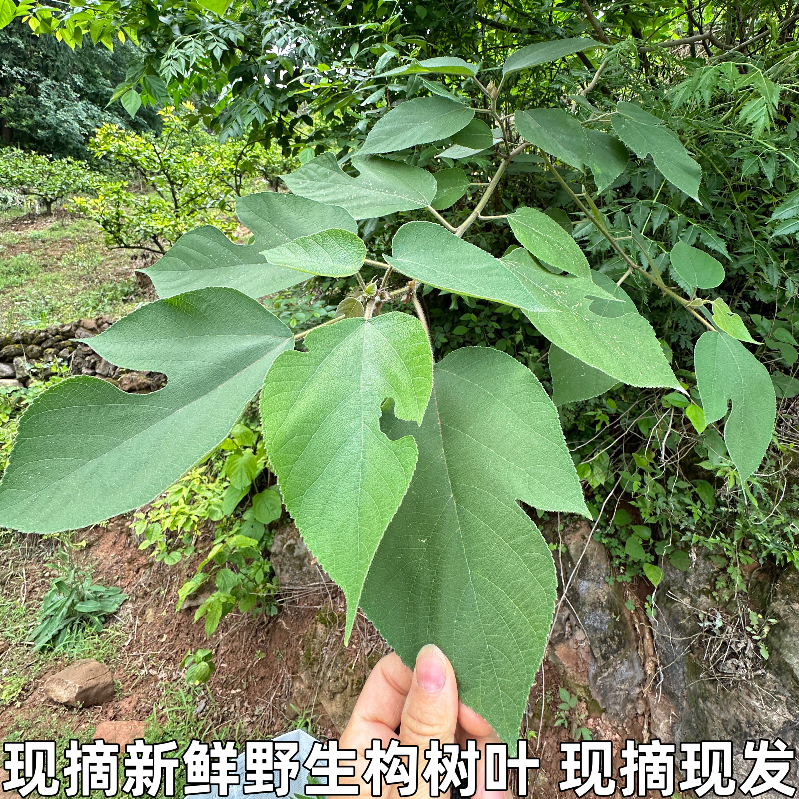 楮桃叶新鲜构树叶中药材野生整片新货褚桃叶干楮树叶谷树叶桃叶