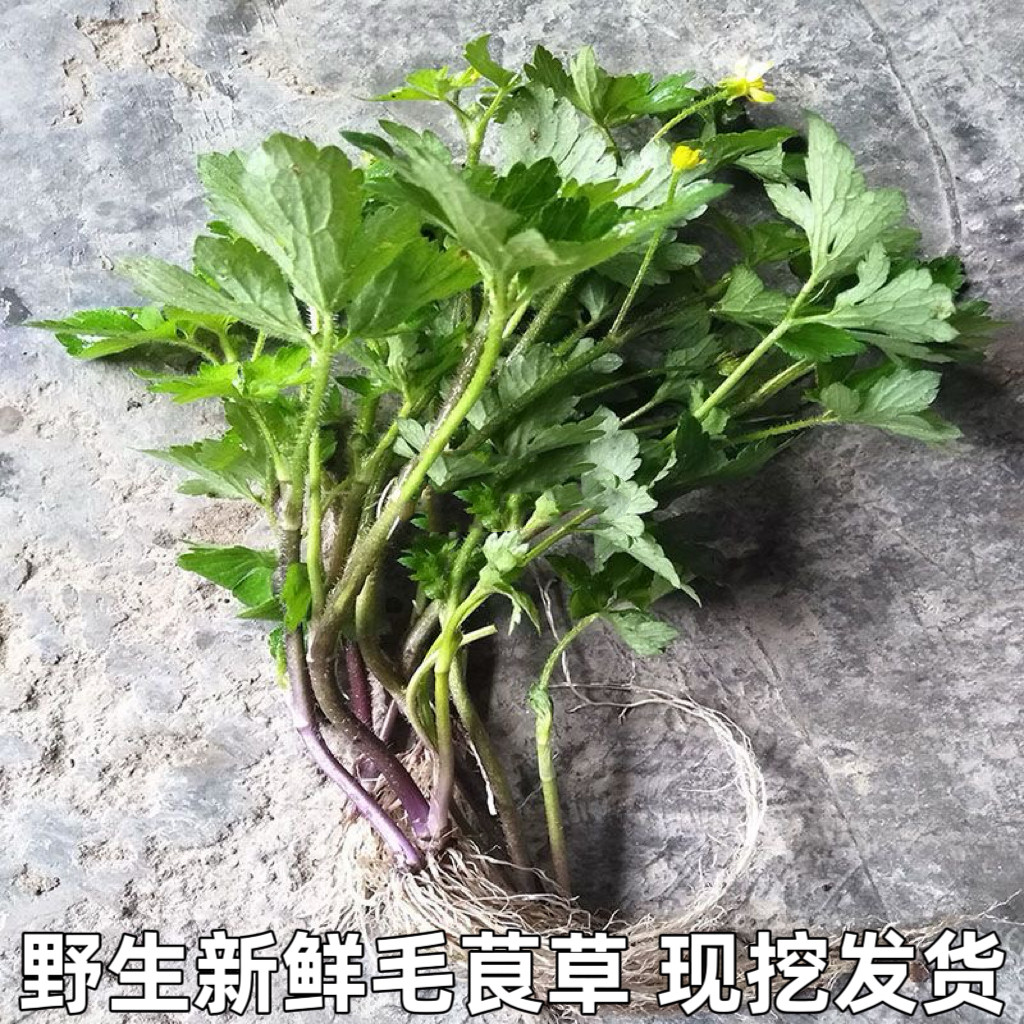 湖北新鲜中药材扬子毛茛毛莨草茴茴蒜外敷起泡草紫茎扬子草包邮