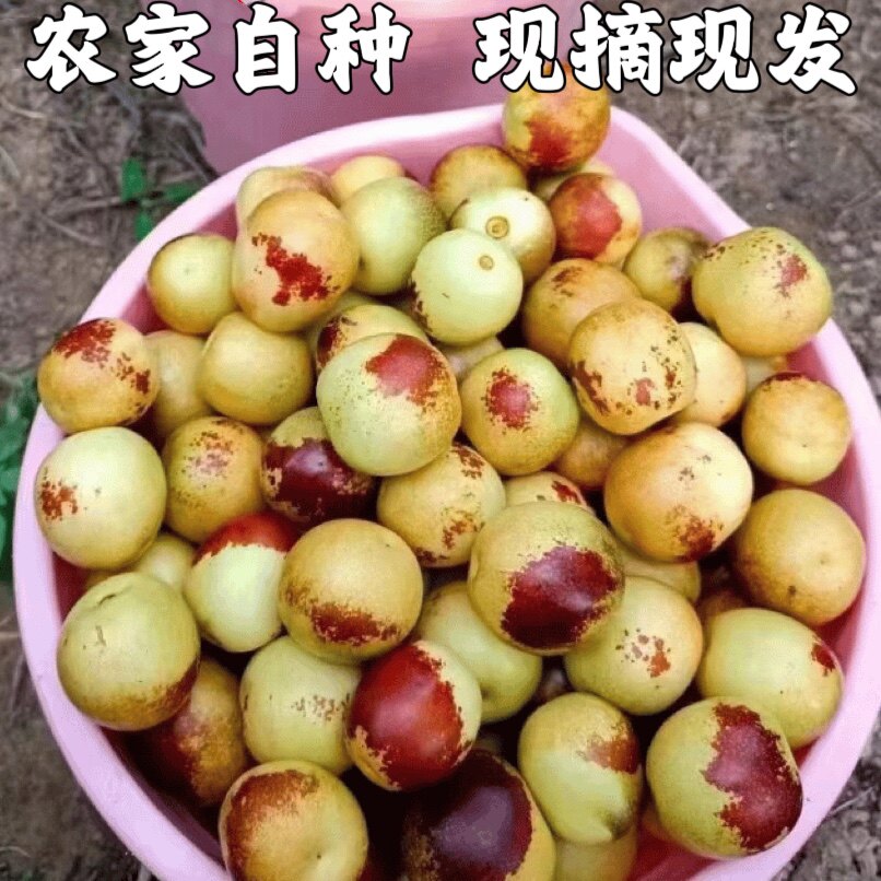 枣子新鲜脆枣大荔冬枣新鲜当季时令水果脆甜枣冰糖枣精选装包邮