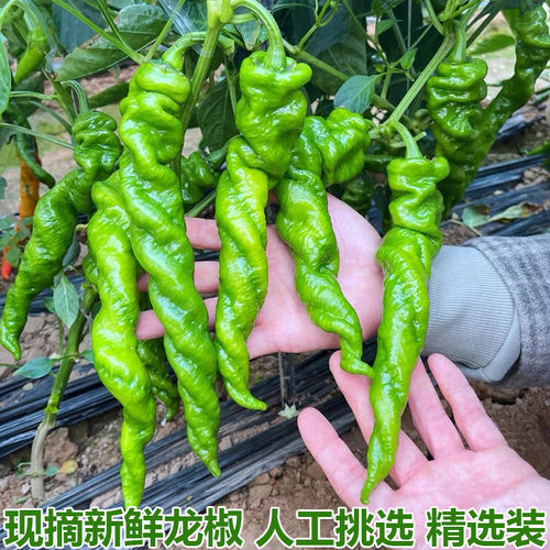 湖北农家现摘新鲜龙椒长螺丝椒