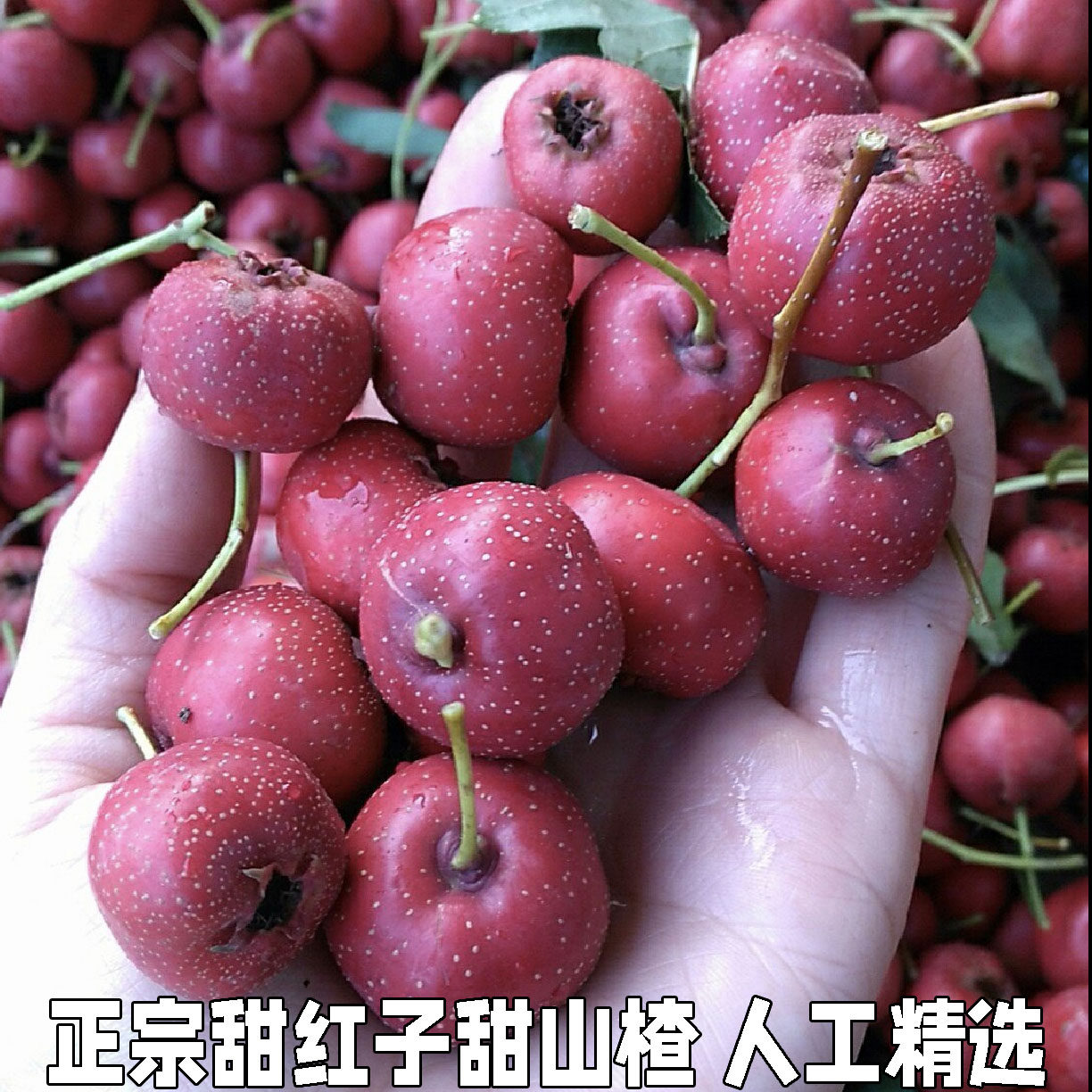 新鲜现摘山里红甜口小山楂五愣金星糖葫芦糖雪球甜红子山楂果包邮