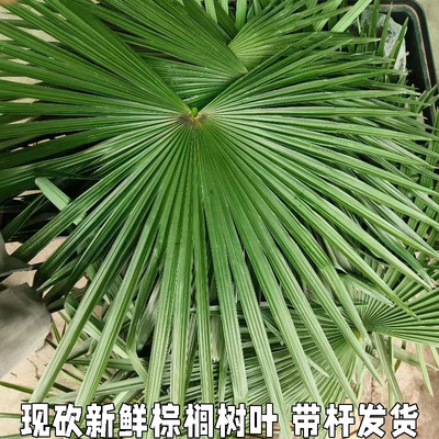 新鲜棕榈树叶棕叶现砍棕榈叶包粽子捆绑绳子草绳带杆带把棕树叶