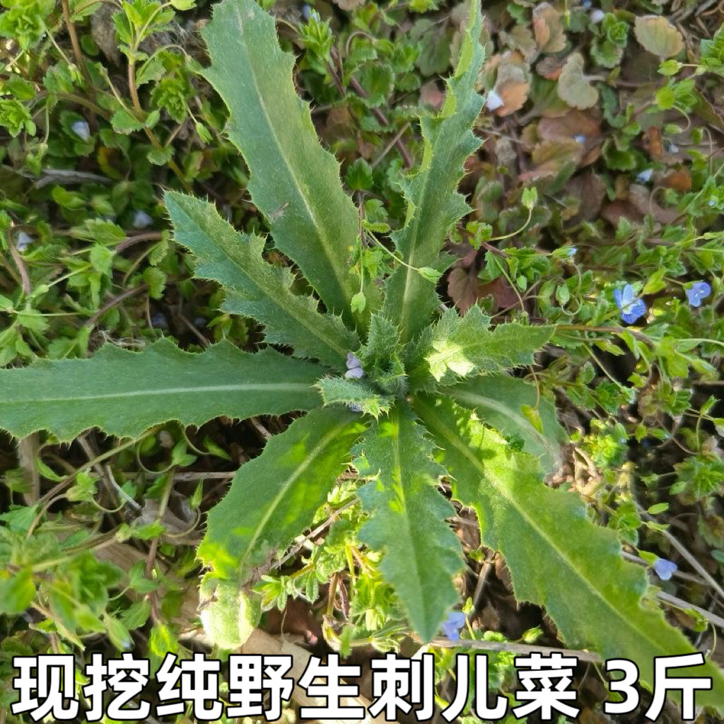 刺儿菜新鲜青青草刺狗牙七七菜野菜带刺菜带根带叶小蓟草中药材