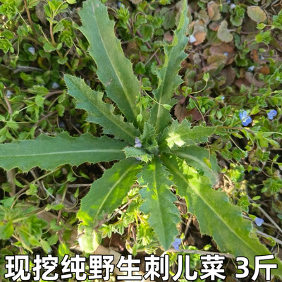 刺儿菜新鲜青青草刺狗牙七七菜野