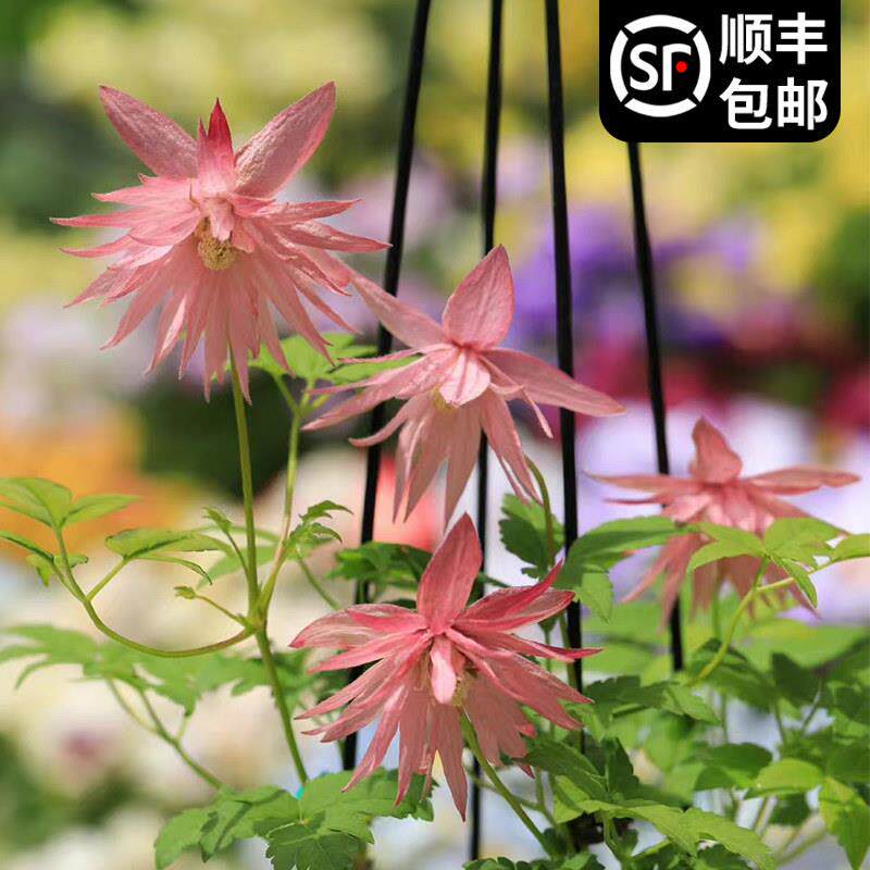 乡村玫瑰铁线莲盆栽苗庭院阳台丰花爬藤阳台花卉盆栽大花多季易活