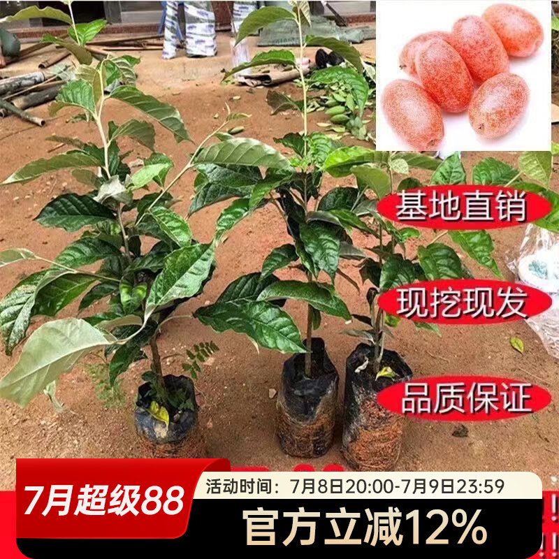 耐寒羊奶果苗盆栽地栽图片