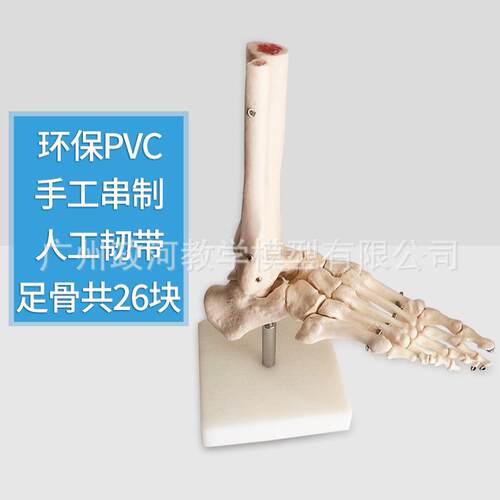 人体脚踝教学1：1人体脚关节模型 足关节踝关节手足外科
