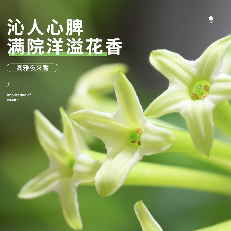 夜来香花树苗盆栽植n物带花苞室内外阳台花卉绿植浓香驱蚊四季力