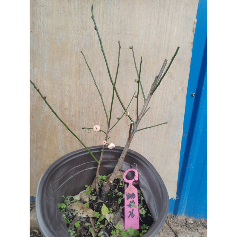 【湖双西梅园】2原dwo生复瓣跳枝梅杆扦插三年苗熟桩精品一物一6