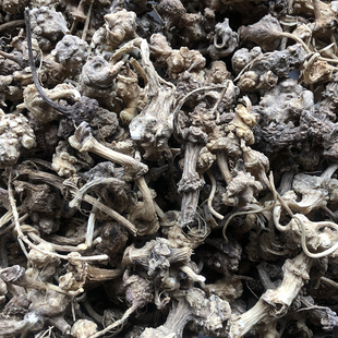 神农架野珠儿参钮子七扣子七竹鞭三七疙瘩七珠子参土三七无硫熏