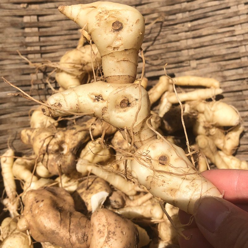 神农架深山采挖鸡头黄精干货500G九蒸晒黄精泡酒泡茶煲汤泡水