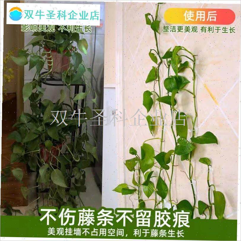 植物爬墙固d定器户外室内定型卡扣绿萝爬藤月季夹子枝条牵引粘钩.