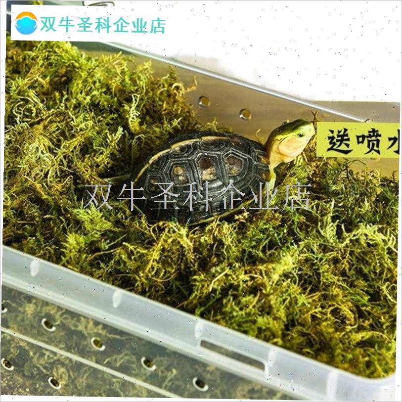 乌龟冬眠套装龟过冬椰土苔藓草沙土垫H材乌龟保温饲养箱乌龟冬眠.