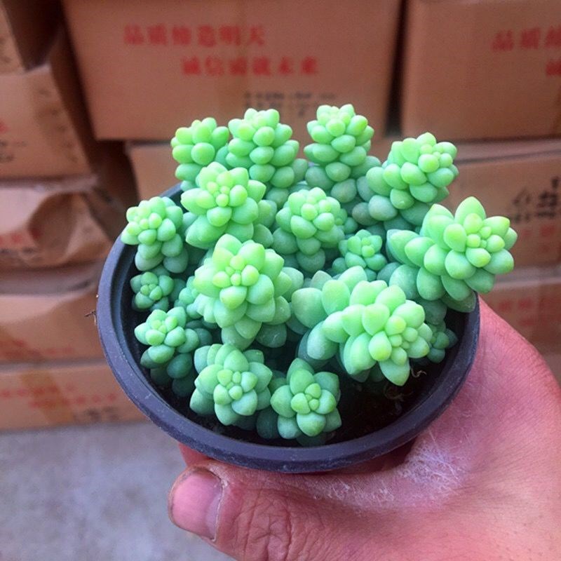 【买2送1】 新玉坠多肉植物新玉缀玉帘龙骨玉坠新玉串龙骨玉缀