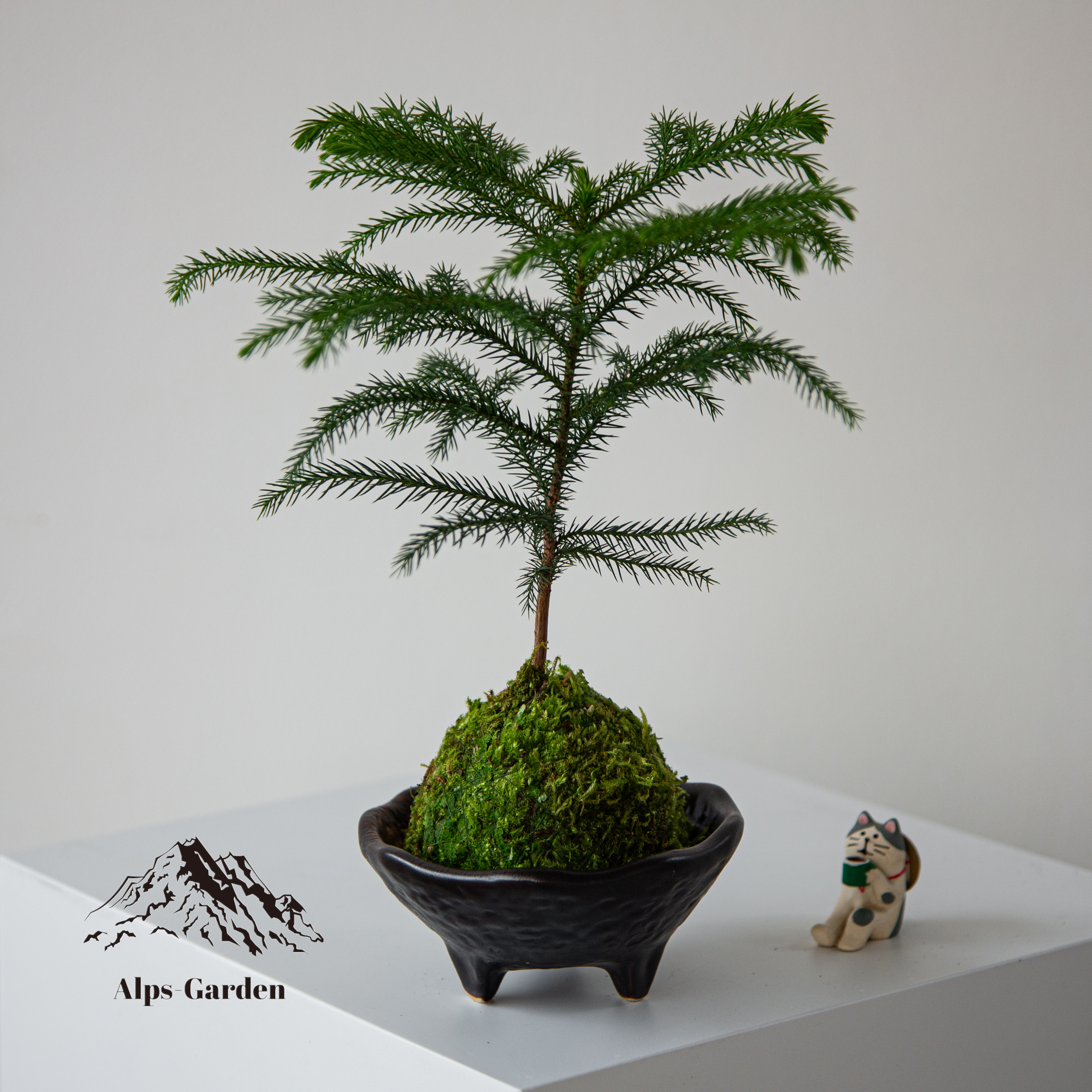 超好养南洋杉植物澳洲杉室内绿植盆栽小盆景办公室 耐阴四季常绿