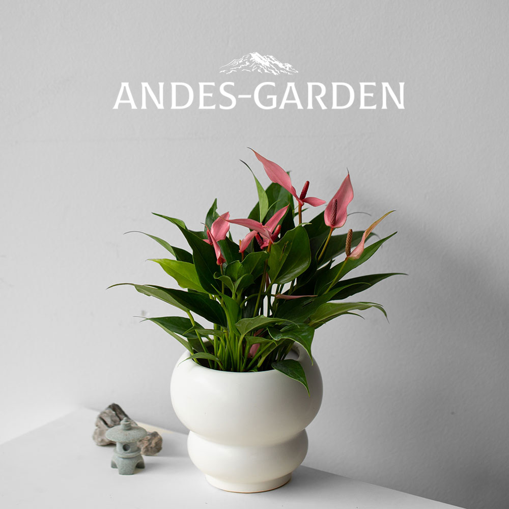 安第斯花园 粉掌莉莉 稀有品种 温带植物办公室室内花卉 懒人好养