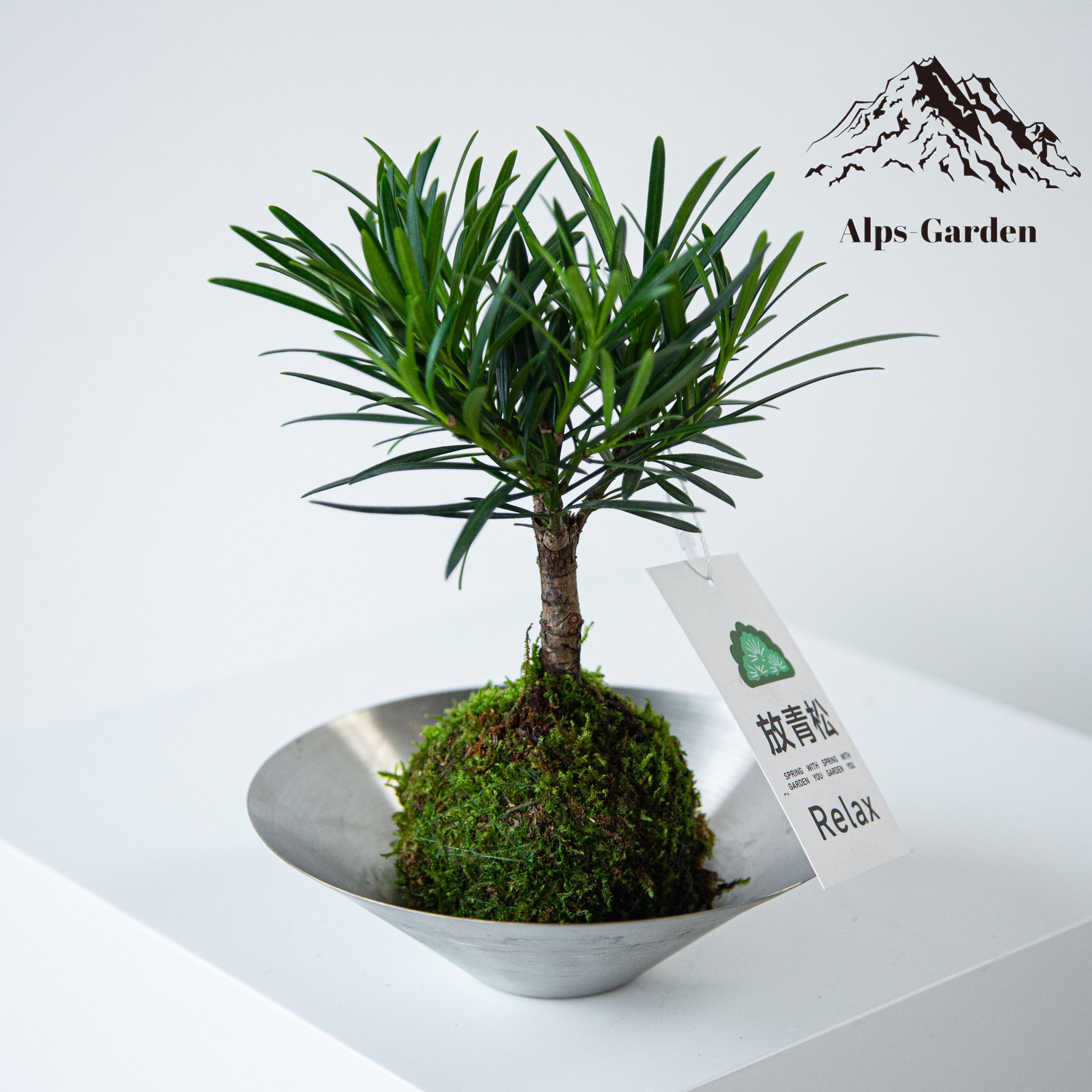 苔藓球罗汉松造型老桩水培植物室内办公室茶室客厅桌面绿植小盆景