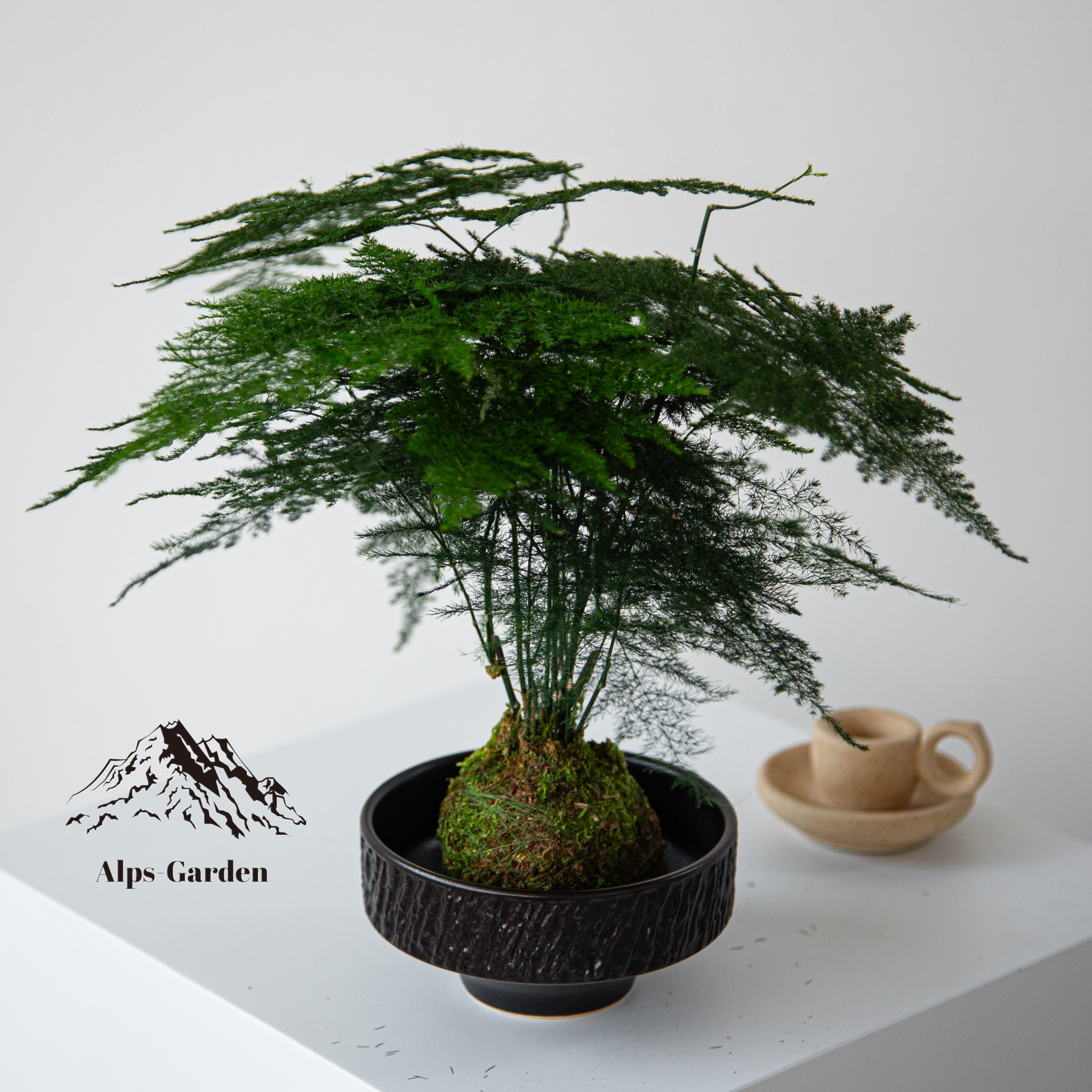 文竹苔藓球水培盆栽办公室内绿植植物净化空气花卉好养桌面摆件