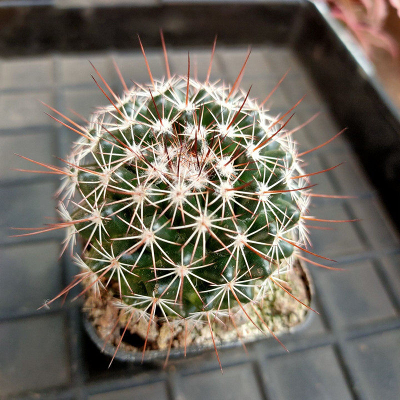 实生秀彩仙人球趣味开花硬刺乳突球属仙人掌新手桌面防辐射小盆栽