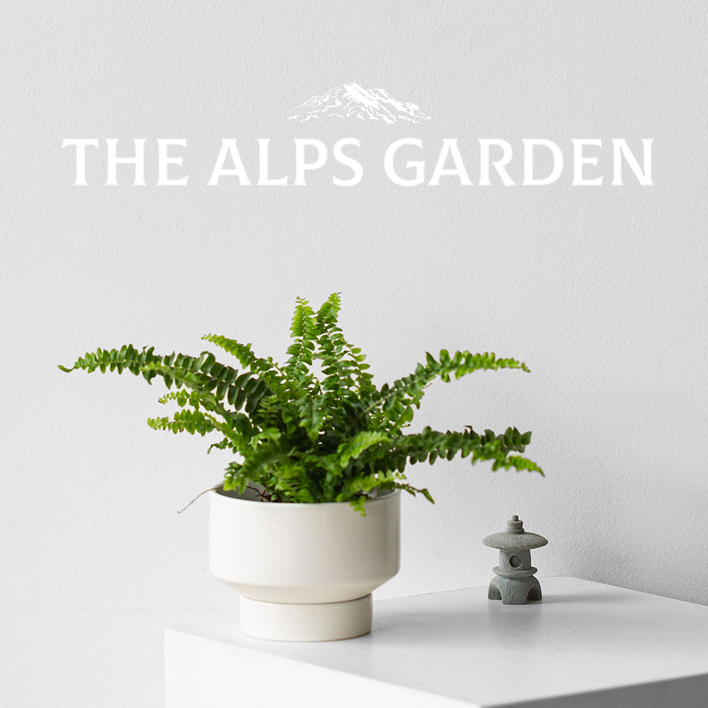 安第斯花园 波士顿蕨耐阴热带植物 室内懒人好养净化空气去甲醛