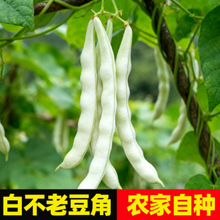 新鲜豆角白不老非东北白大架豆角四季豆现摘现发应季当季农家蔬菜