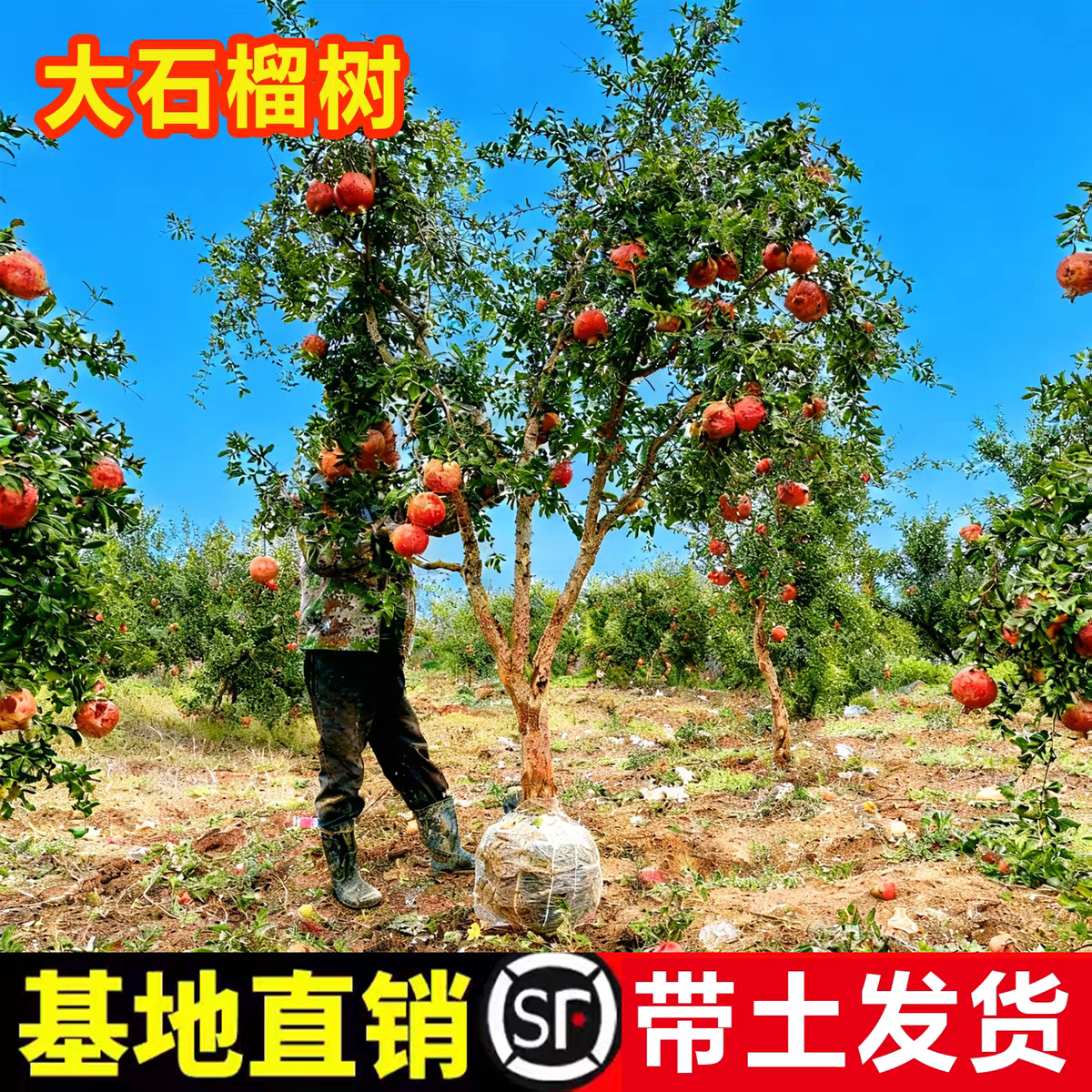 石榴树树苗特大带土球老桩盆栽地栽突尼斯软籽蒙阳大红袍庭院果树 - 实物图